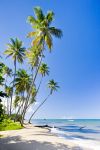 Palme sulla spiaggia nell'isola di Trinidad, Caraibi. La più meridionale delle isole caraibiche dista appena 11 km dalla costa del Venezuela.

