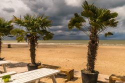 Palme tropicali su una spiaggia di sabbia nella città di Ostenda, Belgio, sul Mare del Nord.

