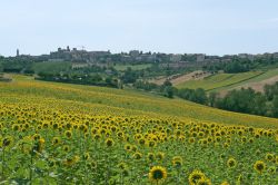 Panorama di Filottrano nelle Marche, con campo di girasoli