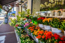 Piante e fiori colorati in un negozio di Saint-Jean-de-Luz, Francia - © Sun_Shine / Shutterstock.com