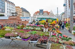 Piante e fiori in vendita in Marktplaz, la principale piazza della città di Lipsia (Germania) - © Gaid Kornsilapa / Shutterstock.com