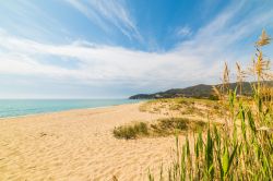 Piante e vegetazione sulla spiaggia di Solanas, Sardegna. Questa località balneare si trova a circa 36 chilometri da Cagliari.



