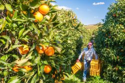 La raccolta delle arance in un agrumeto vicino a Francofonte in Sicilia - © Marco Ossino / Shutterstock.com