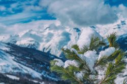 Rami di pino innevati in Val Cenis, Francia. Sullo sfondo, le Alpi ricoperte dalla neve.

