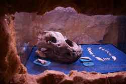 Reperti paleontologici nella Grotta di San Giovanni d'Antro vicino a Pulfero   - © Aconcagua, CC BY-SA 3.0, Wikipedia