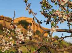 Mandorli in fiore nella Valle dei Templi di Agrigento