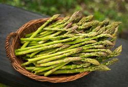 Santena, Piemonte: la Sagra dell'asparago