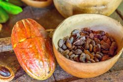 Semi di cacao a Grenada, Caraibi. Ingrediente base per la produzione di cioccolato, hanno numerose proprietà benefiche.
