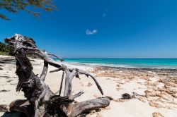 Un ramo contorto sulla sabbia soffice della spiaggia di Man O'War Cay a Abaco, Bahamas - © Marco Borghini / Shutterstock.com