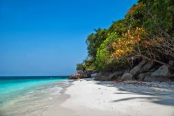 La splendida spiaggia di Tulai a Tioman, Malesia. Quest'isola vanta chilometri e chilometri di litorale di sabbia bianca con una cornice di palme e vegetazione lussureggiante - © 60336886 ...