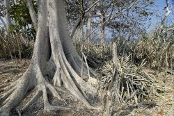 Un tronco d'albero con grandi radici contorte sull'isola Mogo Mogo, Las Perlas, Panama. Qui la natura è protagonista assoluta di ogni scorcio panoramico.

