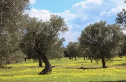 Uliveti nelle campagne tra Avetrana e Torre Lapillo nel Salento, regione Puglia.