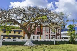 Un abero in Derek Walcott Square a Castries, St. Lucia