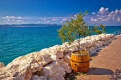 Un albero di ulivo interrato in una botte sul lungomare di Bibinje, Croazia.

