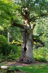 Un albero secolare nella foresta vergine di Sababurg in Germania