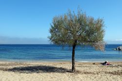 Un albero solitario sulla spiaggia di Carqueiranne, Var, Francia.
