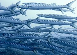 Un branco di Barracuda nelle acque limpide di Ustica in Sicilia