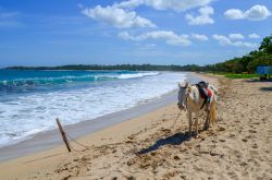 Un cavallo sulla spiaggia di Natadola sull'isola di Viti Levu, arcipelago delle Figi.
