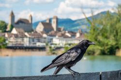 Un corvo con il castello di Rapperswil-Jona sullo sfondo, lago Superiore di Zurigo, Svizzera.



