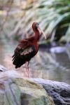 Un esemplare di glossy ibis fotografato a Port Douglas, Asutralia. Questa specie di uccelli ha corpo di colore bruno rossastro e ali dalle sfumature verde bottiglia.
