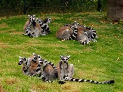 Un gruppo di simpatici lemuri nello zoo di Augusta, Germania.
