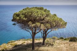 Un pino costiero a Pomonte, costa occidentale dell'Isola d'Elba - © Shutterschock / Shutterstock.com