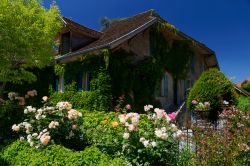 Un rustico con delle rose alla periferia di Menthon Saint Bernard, sula lago di Annecy in Francia