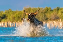 Un toro galoppa libero tra i paesaggi incontaminati della Camargue in Provenza