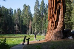 Un tour alla scoperta delle sequoie californiane al Sequoia National Park, California, USA America