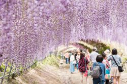 Un tunnel di glicine a Kawachi Fujien, nei pressi di Fukuoka, Giappone. Questa meraviglia della natura si può osservare in un giardino privato di Kitakyushu - © Lifebrary / Shutterstock.com ...