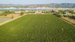 Un vasto campo di peperoni, prodotto tipico di Senise. Sullo sfondo il lago della Diga di Montecotugno, Basilicata