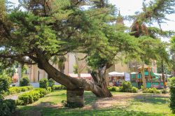 Un vecchio albero in una piazza di Vada in Toscana - © Nick_Nick / Shutterstock.com