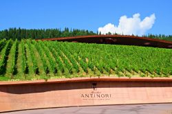 Un vigneto delle cantine Antinori a San Casciano in Val di Pesa. Siamo nelle terre del vino Chianti - © Simona Bottone / Shutterstock.com
