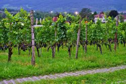 Un vigneto di proprietà del principe del Liechtenstein, Vaduz. Ai margini della cittadina si estendono vasti vigneti: solo le uve della migliore qualità vengono vinificate per ...