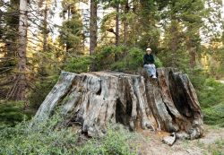 Una ex grande sequoia, un enorme tavolo dentro ...