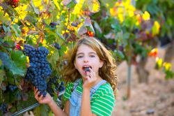 Una fattoria didaditta del Piemonte: la visita durante la vendemmia delle uve rosse