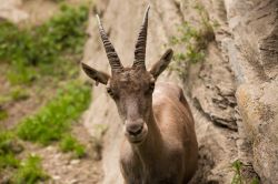 Una femmina di stambecco al Parc d’Animalier di Introd, Valle d'Aosta.