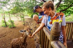 Una giraffa per la gioia della famiglia al Casela Safari Park di Mauritius
