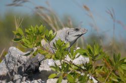 Una iguana sulla spiaggia di Xcalak in Mexico, Riviera Maya