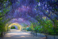 Una pittoresca galleria di glicine nei Giardini Botanici di Adelaide, Australia.

