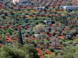 Una quercia in mezzo a un campo di ulivi a Al-Salt, nord ovest di Amman, Giordania.

