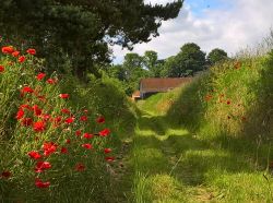 Una strada di campagna nel Suffolk in estate, East of Englend