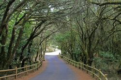Una strada nel Parco Nazionale Garajonay, sull'isola di La Gomera (Canarie, Spagna).