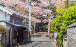 Una stradina d'ingresso a un tempio della città di Nara, Giappone. Sullo sfondo, un ciliegio in fiore - © Daniel De Petro / Shutterstock.com