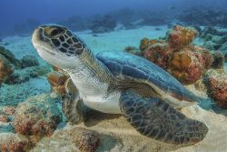 Una tartaruga di mare a Cocos Island, Costa Rica. L'isola viene spesso definita la Galapagas costaricana.



