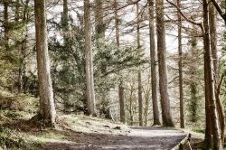Uno scorcio dell'Hillsborough Forest Park nei pressi di Lisburn, Irlanda del Nord. Immersa nel Large Park, questa foresta vanta 150 ettari di boschi misti in cui rilassarsi e passeggiare ...