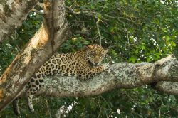 Uno splendido esemplare di giaguaro su un albero ...