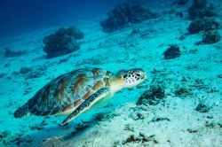 Uno splendido esemplare di tartaruga nuota nelle acque attorno a Gili Islands, Indonesia.

