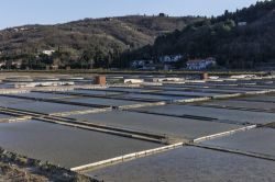 Vasche per la raccolta del sale a Strugnano in Slovenia