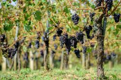 Vigna di Sangiovese nei pressi del Conero nelle Marche